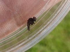 Chrysopilus basilaris