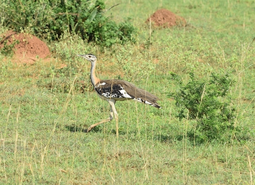 iNaturalist image