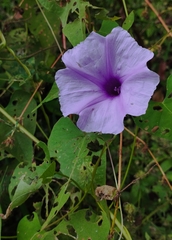 Ipomoea bahiensis, photograph (c) Brenda O'Grady, some rights reserved (CC BY-SA)