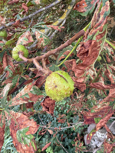horse-chestnut