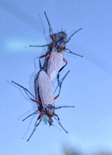 Red-thighed St Mark's Fly