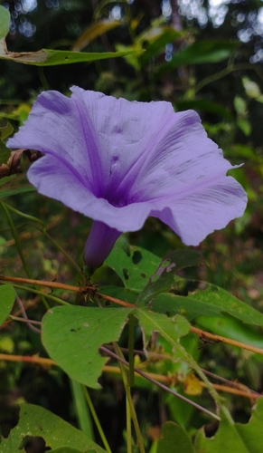 Ipomoea bahiensis, photograph 4