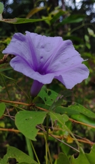 Ipomoea bahiensis, photograph (c) Brenda O'Grady, some rights reserved (CC BY-SA)