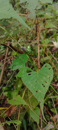 Ipomoea bahiensis, photograph 5