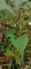 Ipomoea bahiensis, photograph (c) Brenda O'Grady, some rights reserved (CC BY-SA)