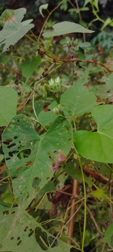 Ipomoea bahiensis, photograph 6