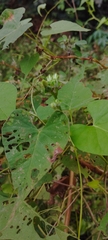 Ipomoea bahiensis, photograph (c) Brenda O'Grady, some rights reserved (CC BY-SA)