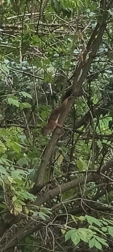 Eurasian Red Squirrel