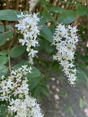 Ligustrum sinense