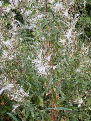Great Willowherb