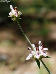 Stachys distans