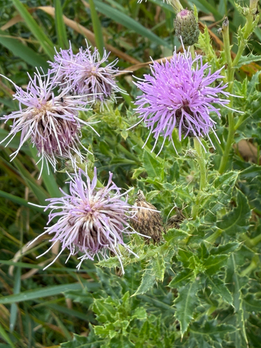 creeping thistle
