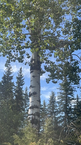 quaking aspen