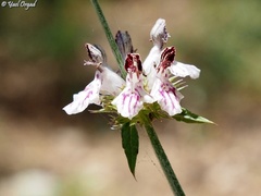Stachys distans