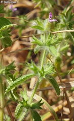 Stachys zoharyana