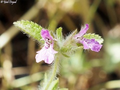 Stachys zoharyana