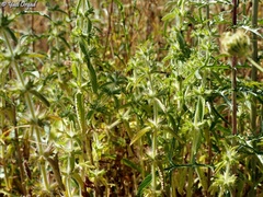 Stachys zoharyana