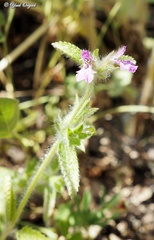 Stachys zoharyana