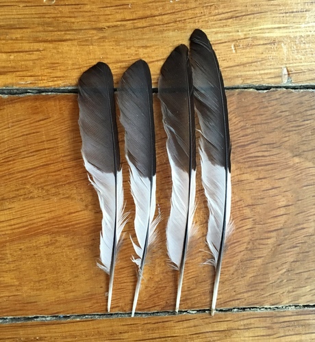 Plume de Gobemouche à collier