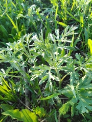 Artemisia absinthium