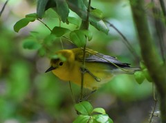 Protonotaria citrea
