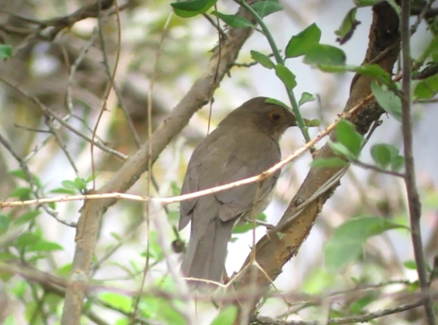 Turdus maculirostris image