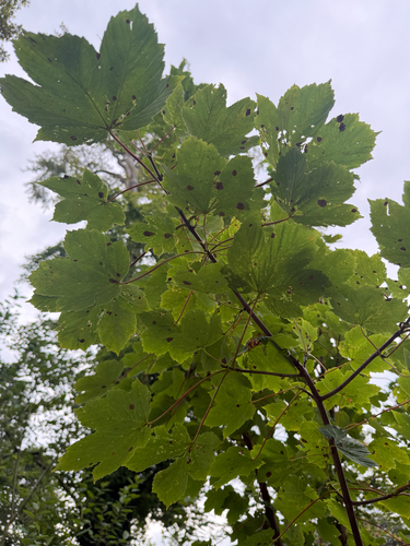 sycamore maple