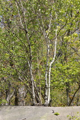 Betulaceae