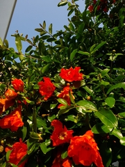 Punica granatum