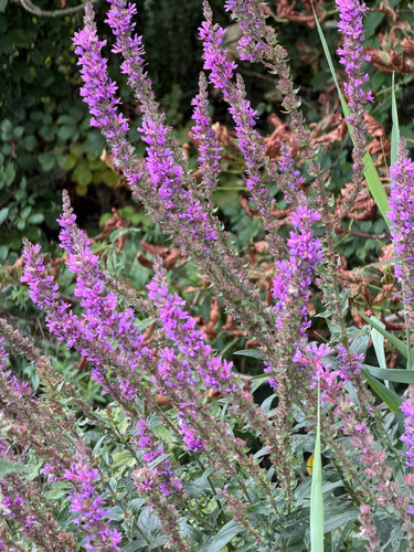 purple loosestrife