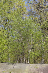 Betulaceae