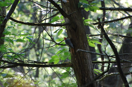 Red-bellied Woodpecker