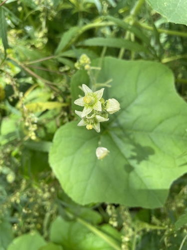 Oneseed Bur Cucumber