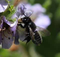 Megachiloides