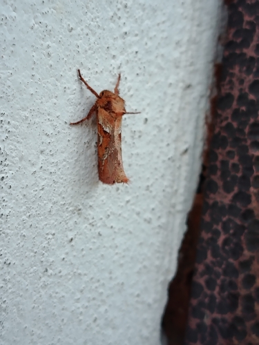 Orange Swift