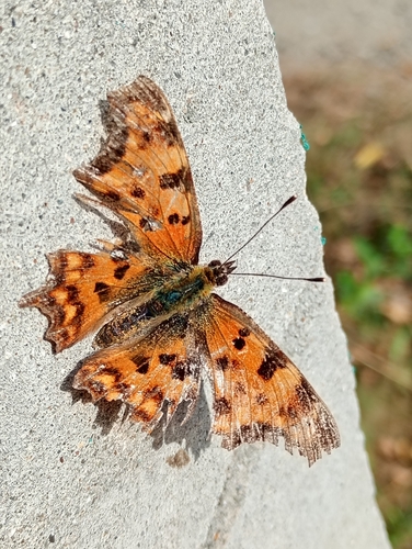 European Comma