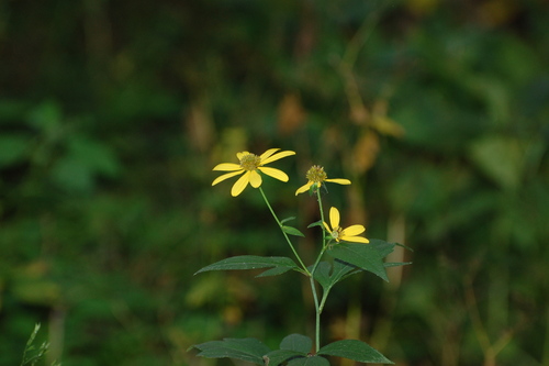 cutleaf coneflower