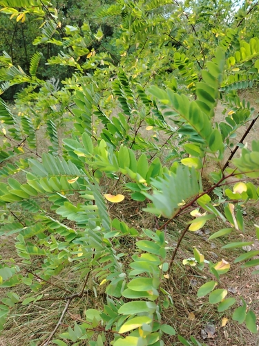 black locust