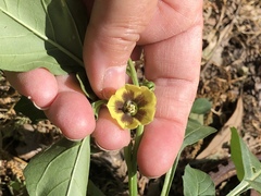 Physalis heterophylla