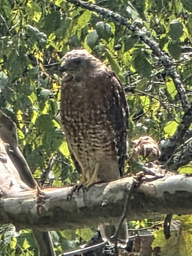 Red-shouldered Hawk