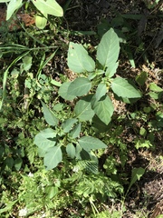 Physalis heterophylla