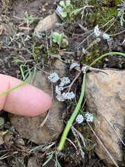 Lomatium gormanii