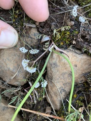 Lomatium gormanii