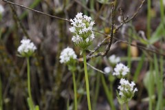 Plectritis macrocera