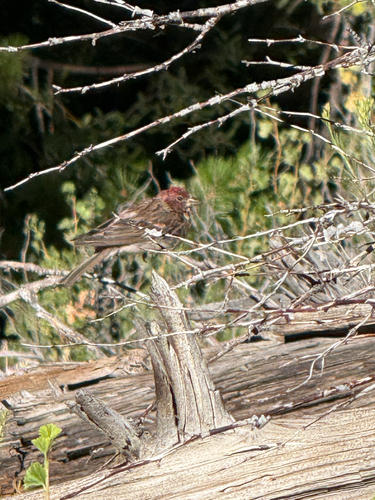 iNaturalist observation photo of Cassin's Finch
