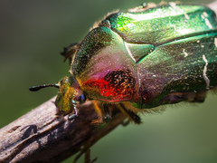 Cetonia aurata