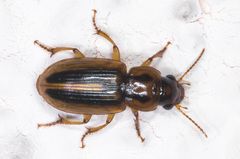 Stenolophus maculatus
