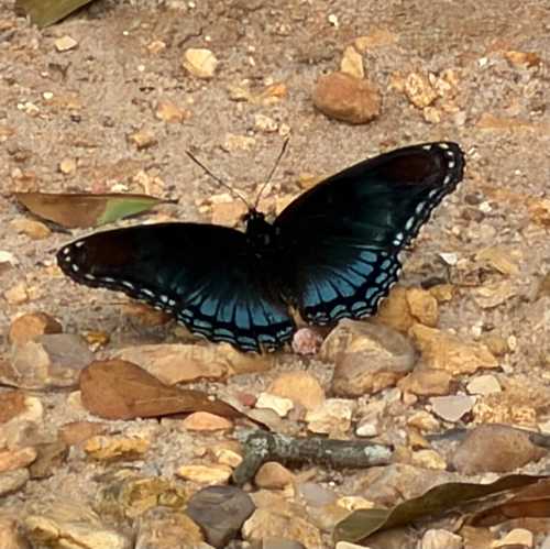 Red-spotted Purple