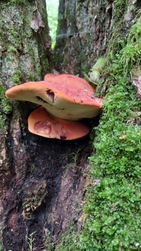 Beefsteak Polypore