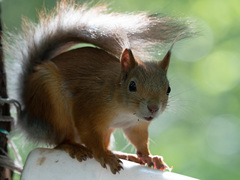 Sciurus vulgaris